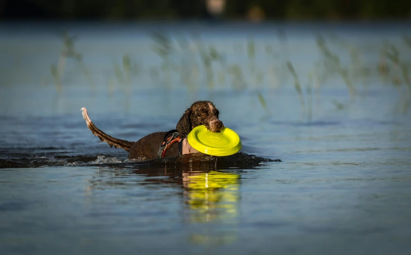 a dog is swimming in the water with a frisbee