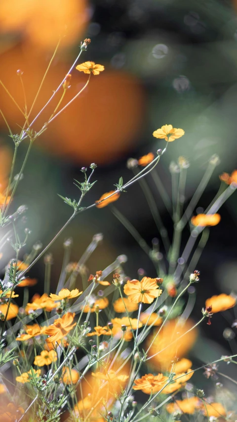 some pretty little yellow flowers in the field