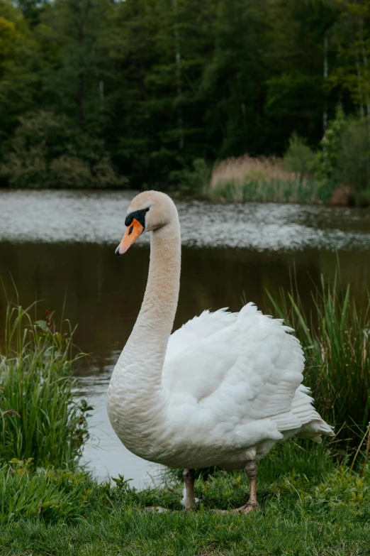 a white swan standing next to a lake