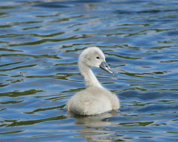 the little white bird is swimming on the water