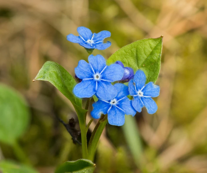 close up image of blue flowers in grass