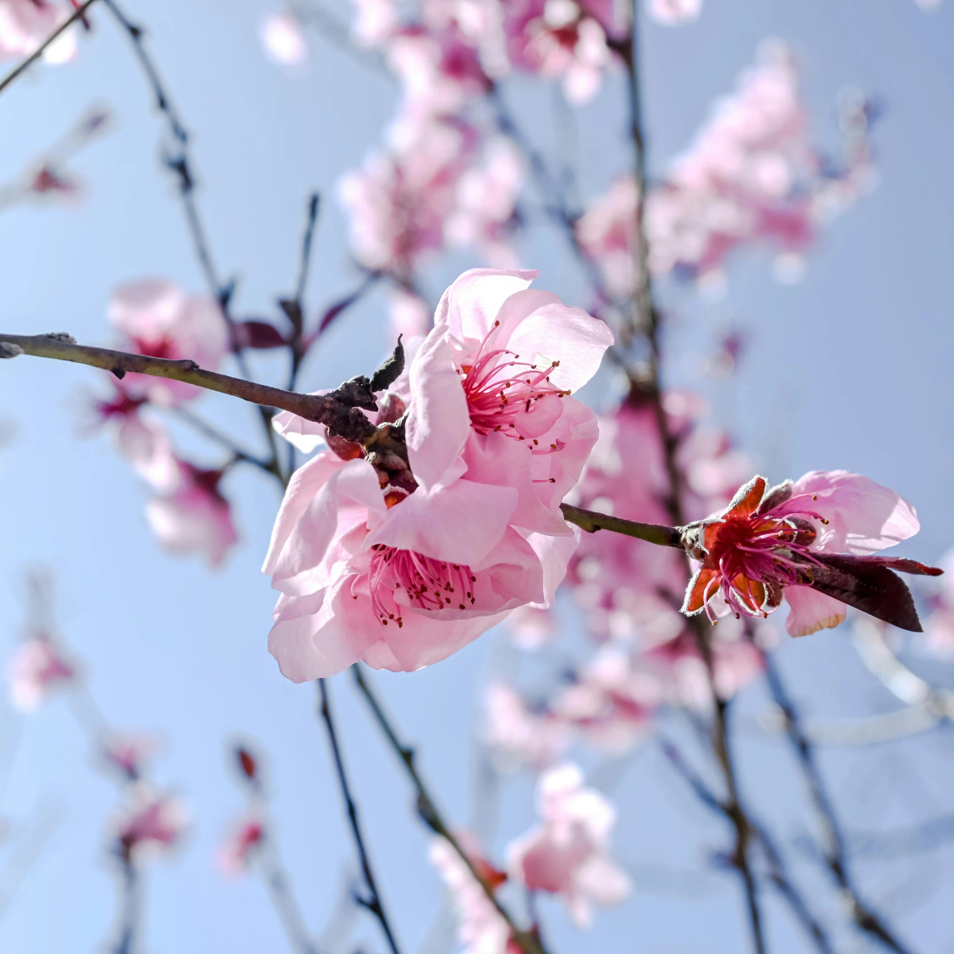 the buds on this almond blossom tree are open