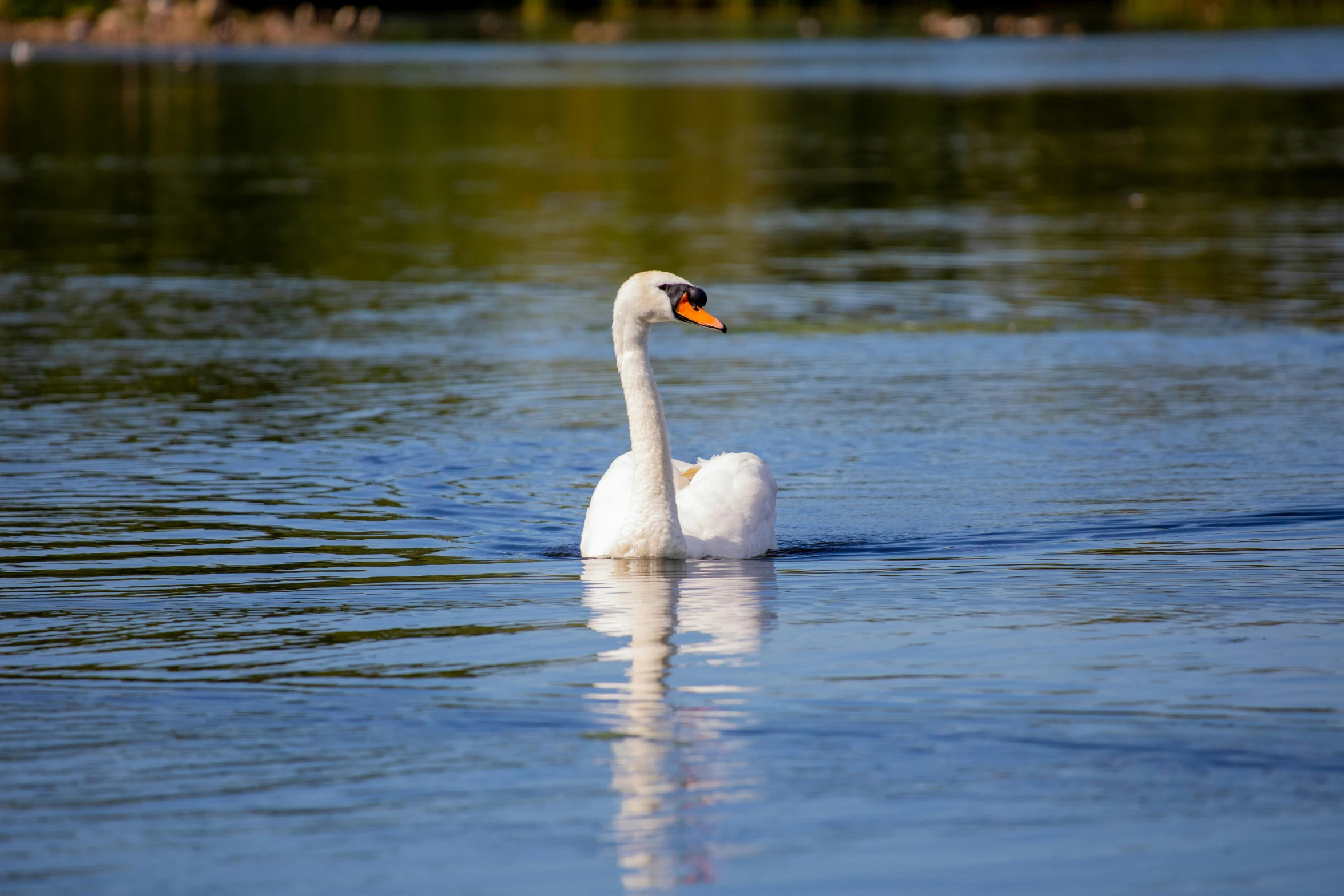 a swan swimming on top of a lake with another bird in the background