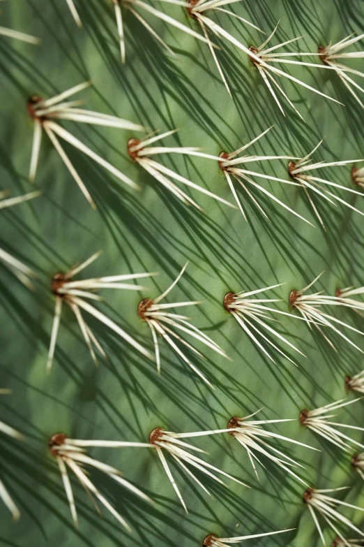 an extreme close up picture of a cactus's leaves