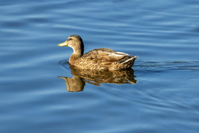 a duck floating on top of a lake near water