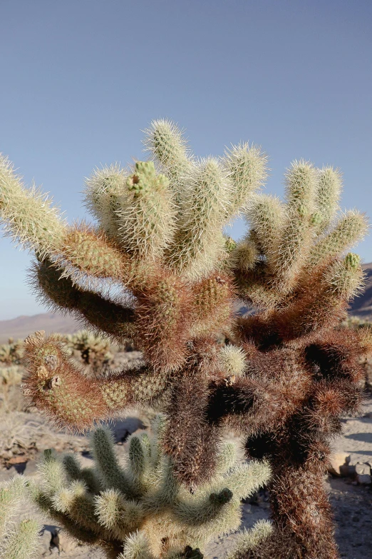 a desert landscape with small cactus plants in it