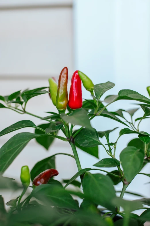 two  peppers are hanging from a plant