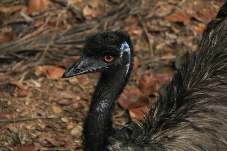 an emu stares intently as it walks in the woods