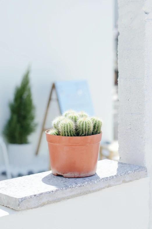 a potted cactus sitting on top of a window sill
