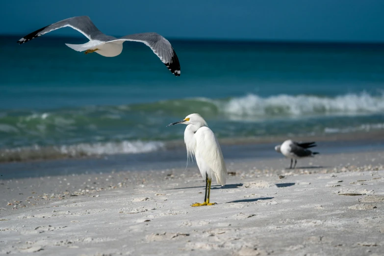 two birds are standing in the sand on the beach