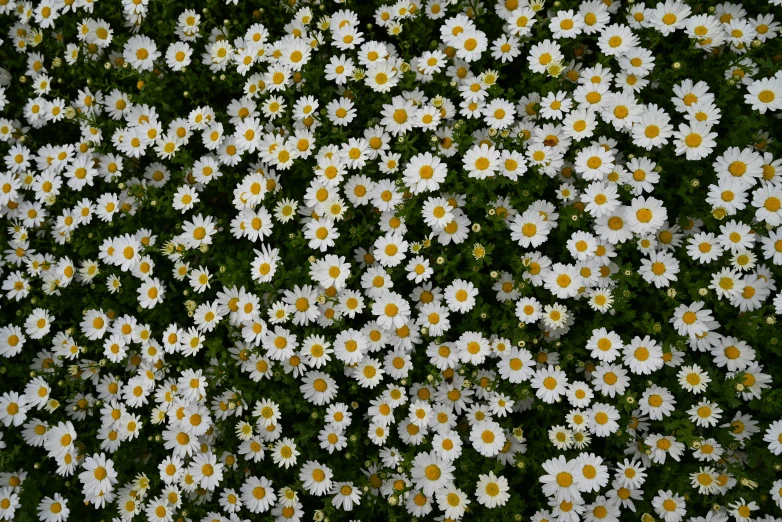 the large, group of daisies are shown in their natural habitat