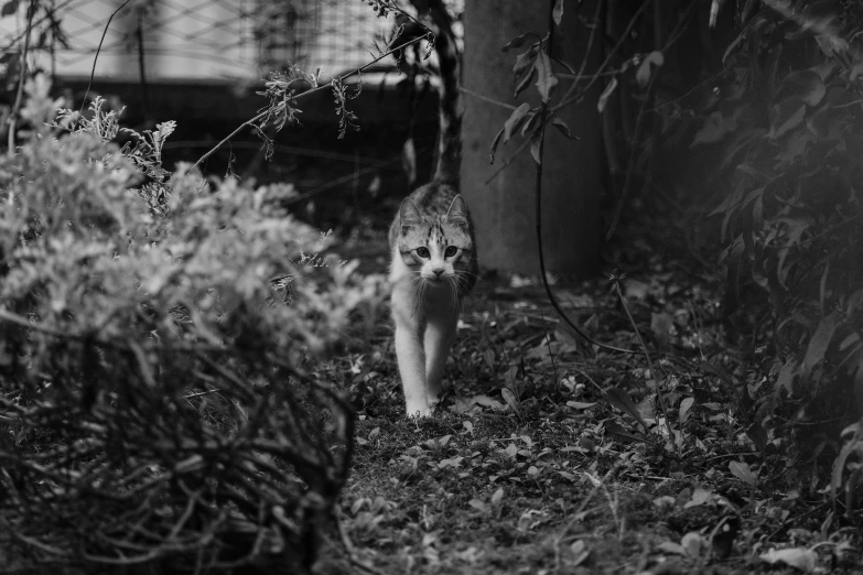 a gray cat walking on top of grass next to bushes