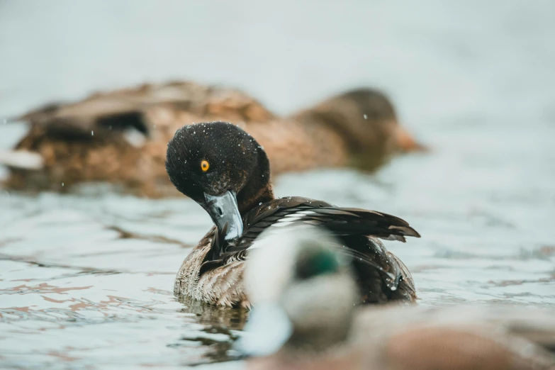 a duck swimming in a lake next to some rocks