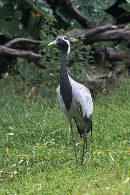 a tall crane standing in some green grass