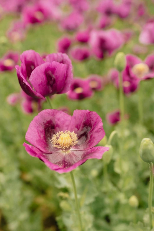 a pink poppy is growing in a large field