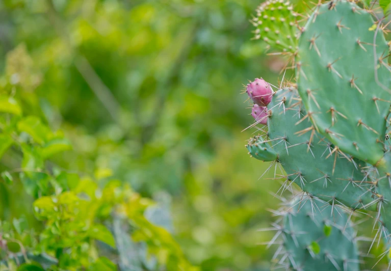 a green cactus with a pink flower near many other vegetation