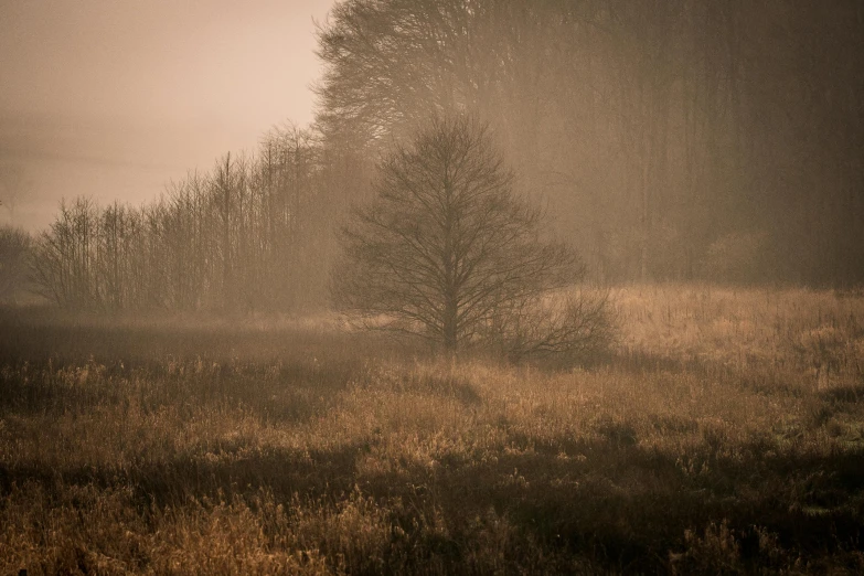 the sprinkled mist on an overcast sky covers a tree and pasture