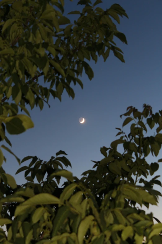 the moon rises in the distant horizon seen through leaves