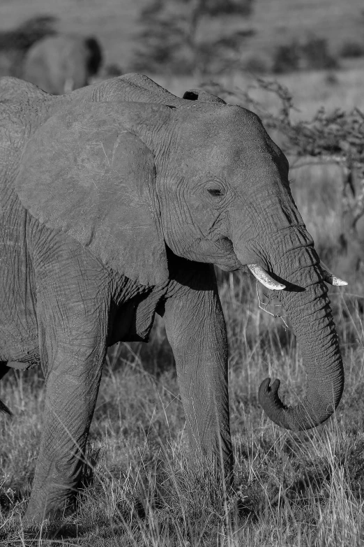 an elephant walking across a field with dry grass