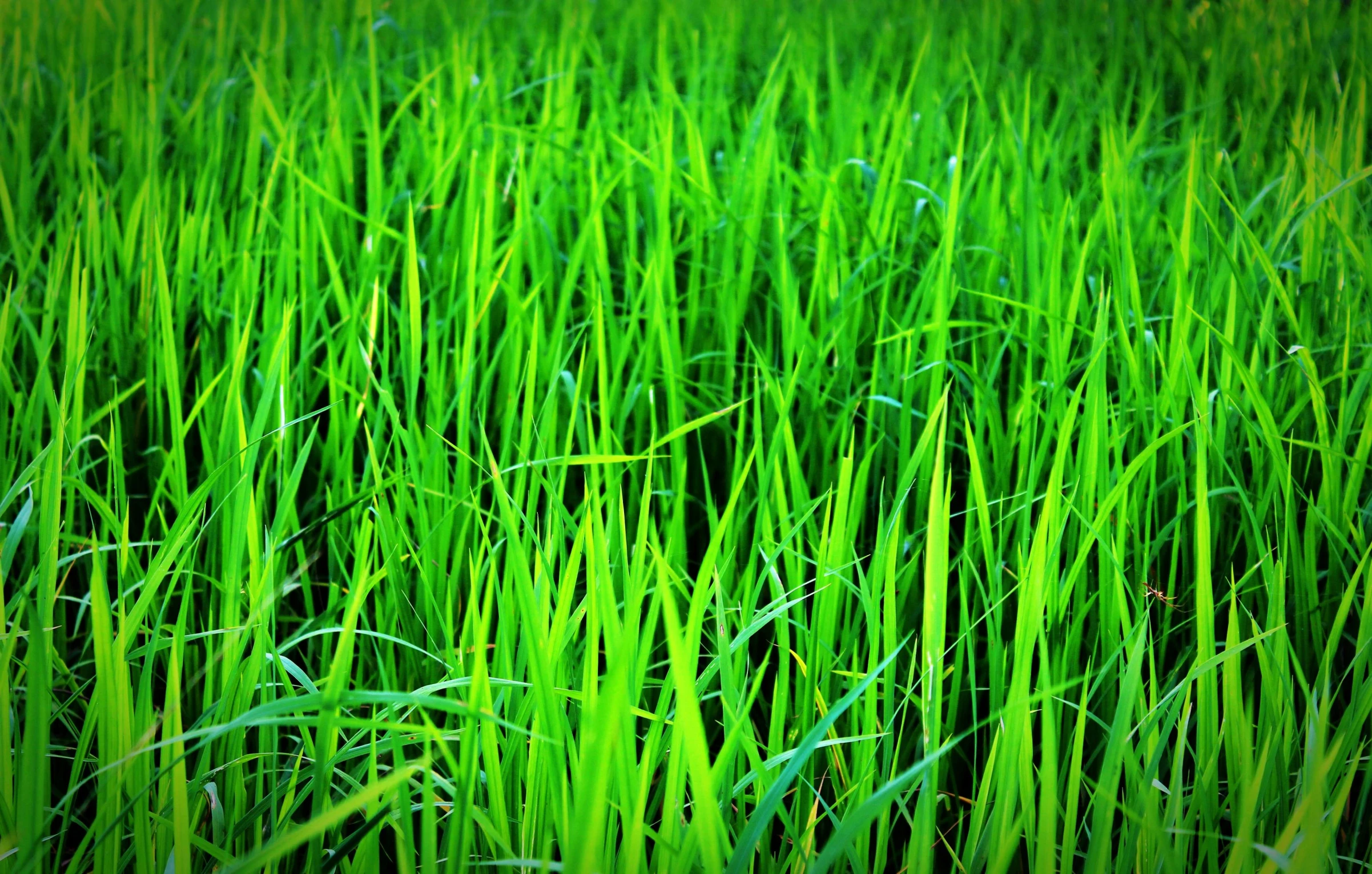 some very green grass and a black bird