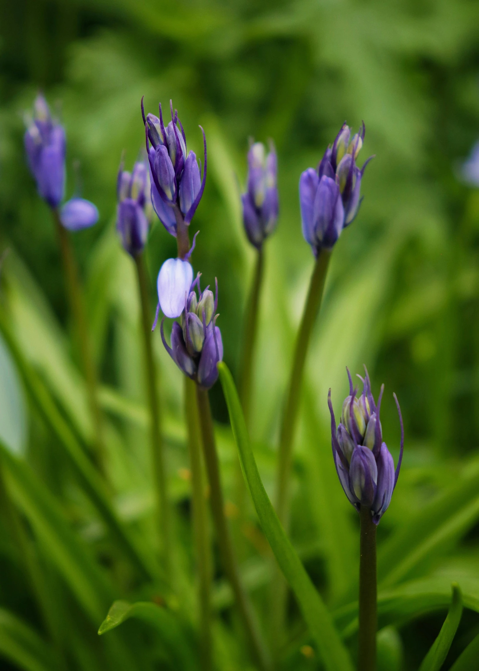 purple flowers with leaves in the background