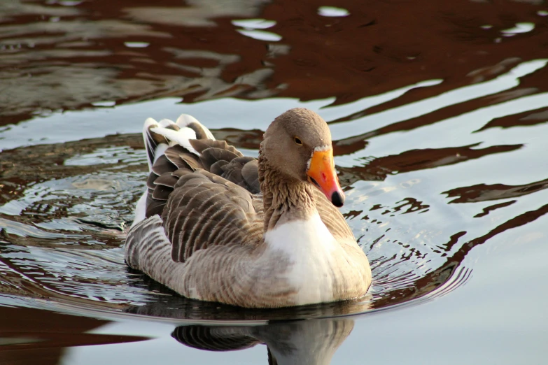 the duck is sitting on top of the water