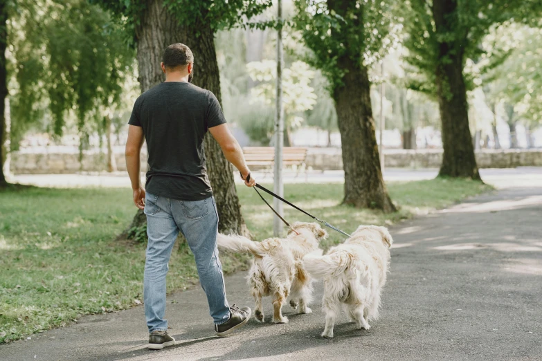 a person walking three dogs down a path