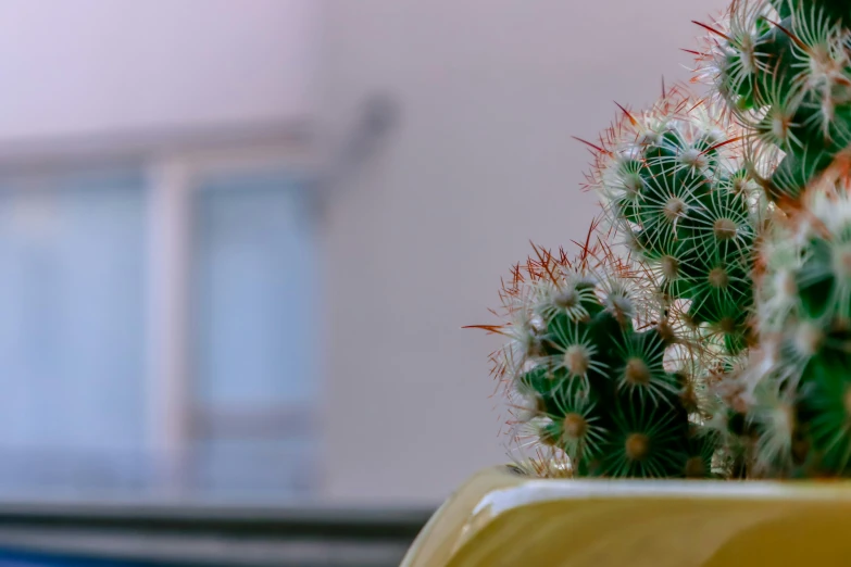 a potted plant is displayed by a window