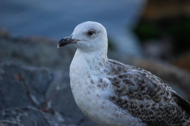 the white and black bird has dark specks on it's feathers