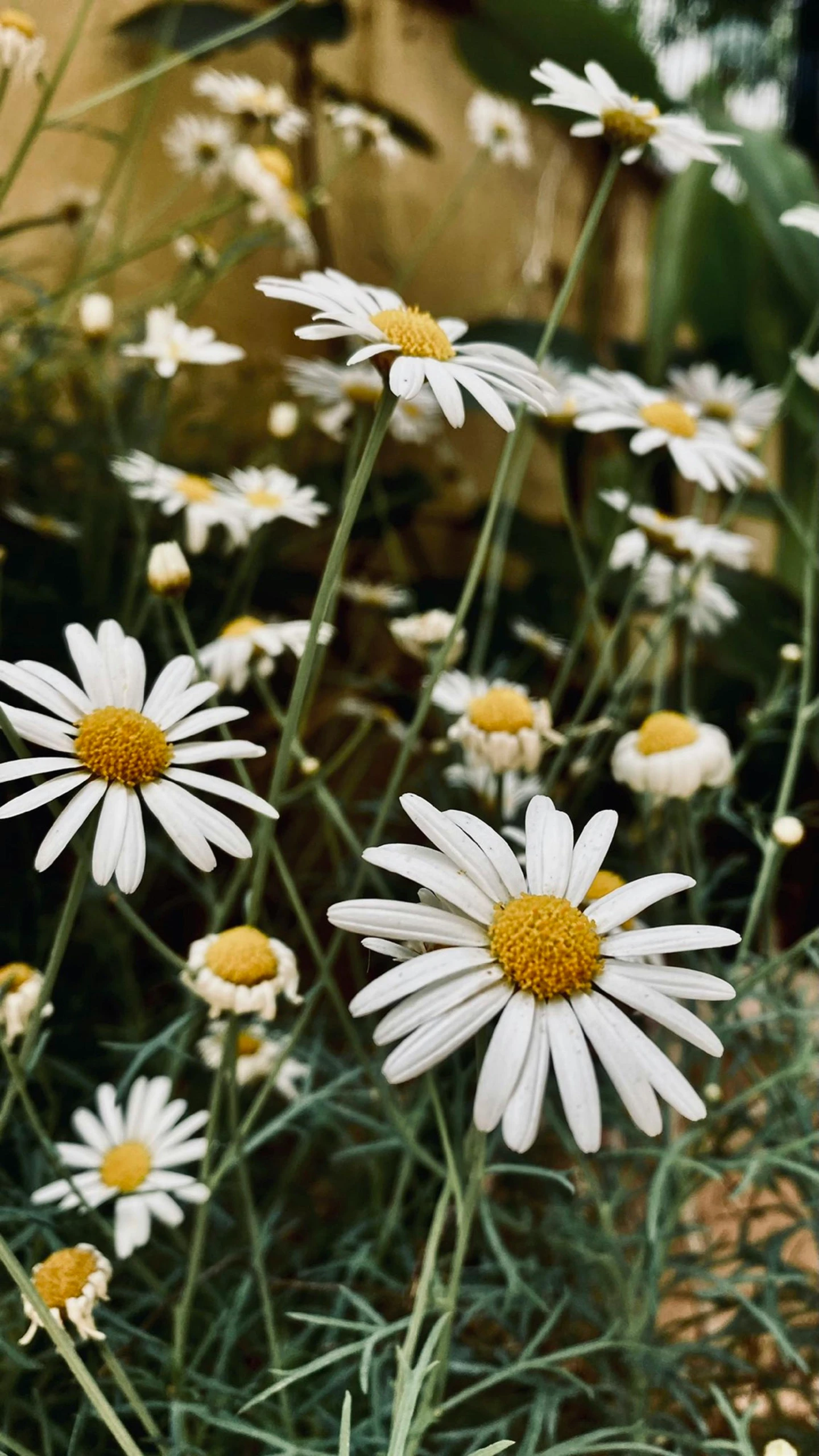 a group of daisies growing next to a wall