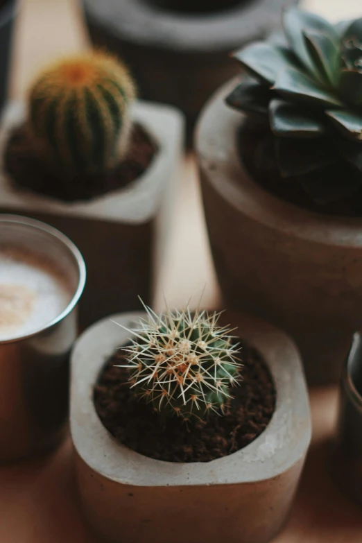 three cacti in cement pots are on the table