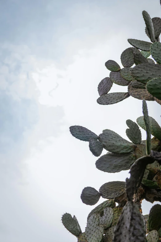 a big cactus plant in the sky with clouds