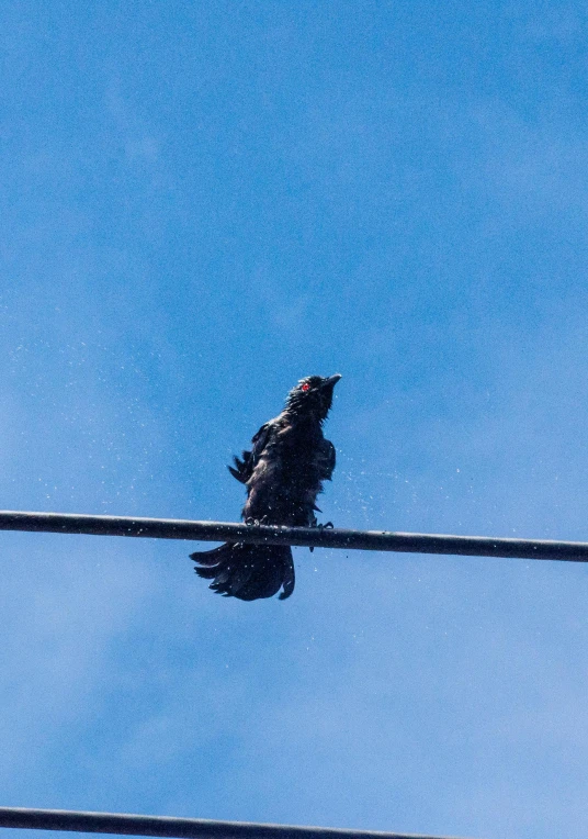 two birds sitting on a wire against a blue sky