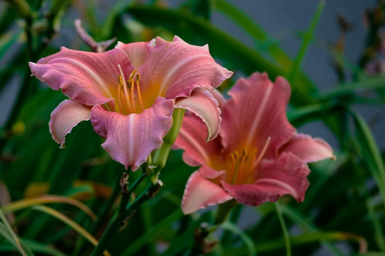 a picture of some very pretty pink flowers