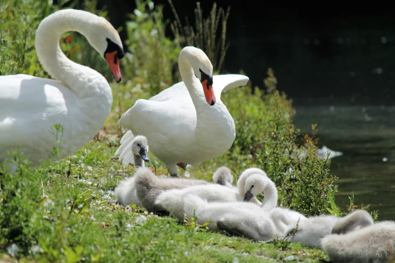 several baby ducks are on the grass near two white swans