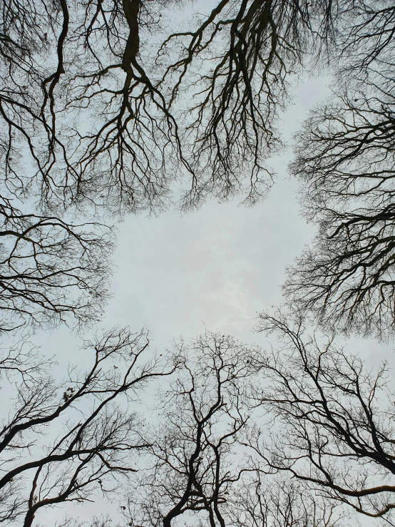 looking up at trees with no leaves