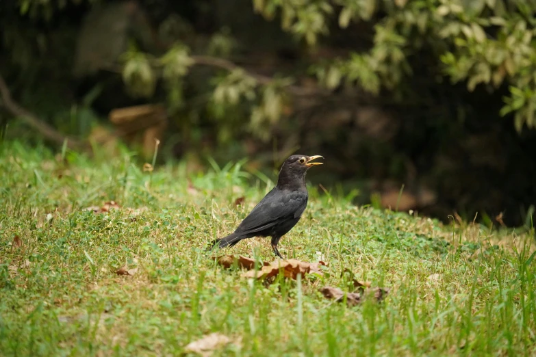 a black bird sitting on the ground in front of some trees