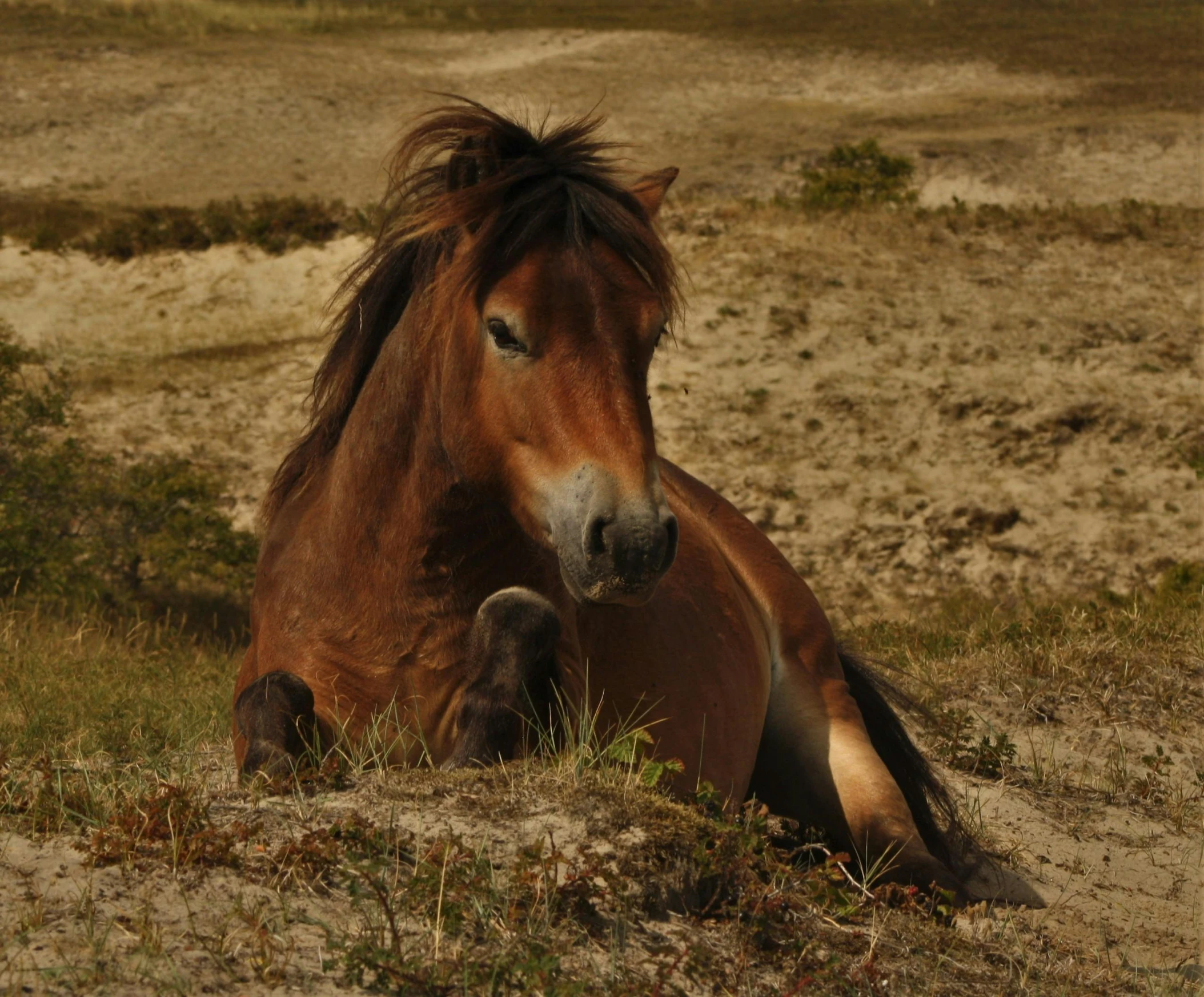 brown horse with a long mane laying on ground in grass