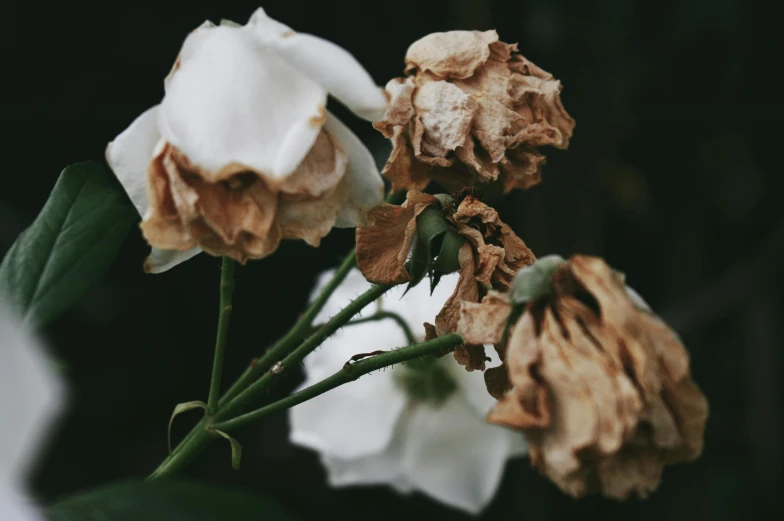 some flowers that are in the middle of leaves