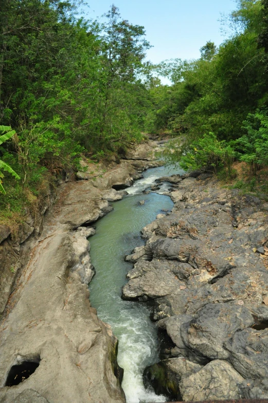 a river running through lush green jungles next to a forest