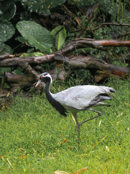 a bird with a fish in it's mouth is on the ground