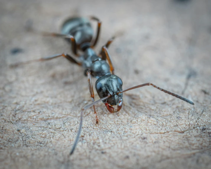 two ants are sitting on a piece of wood