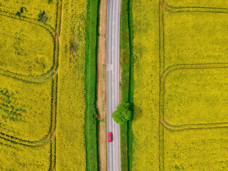 aerial view of dirt road in yellow corn field