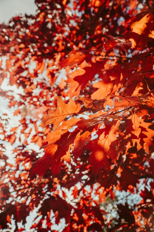 an orange leaf - filled tree looks very vint against a blue sky