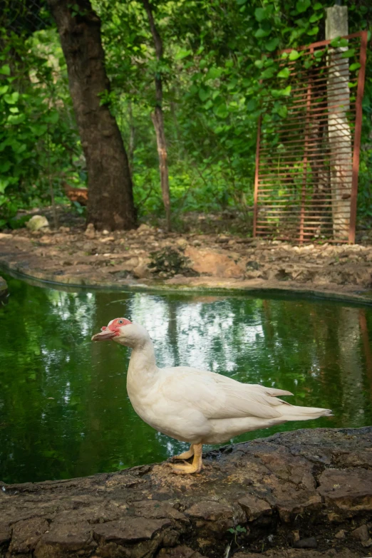 a duck is sitting on top of a rock