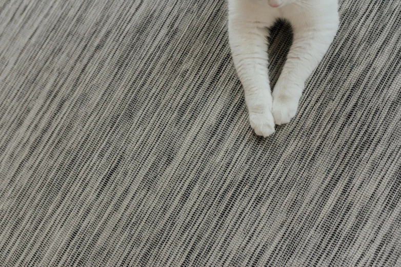 a white cat sitting on a carpet staring