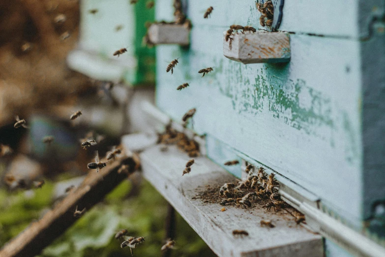 swarm of bees in the process of making honey bees