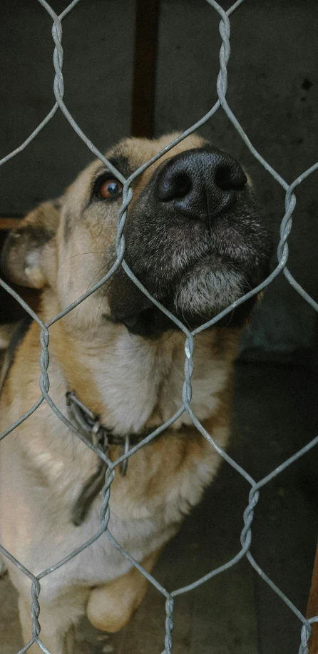 the large dog is behind a fence looking up