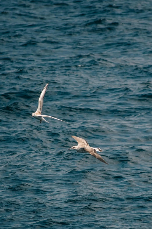 two birds that are flying in the air over water