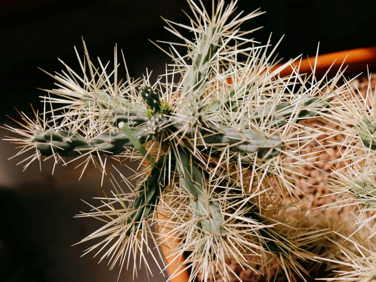 there are some very large, green plants in this pot